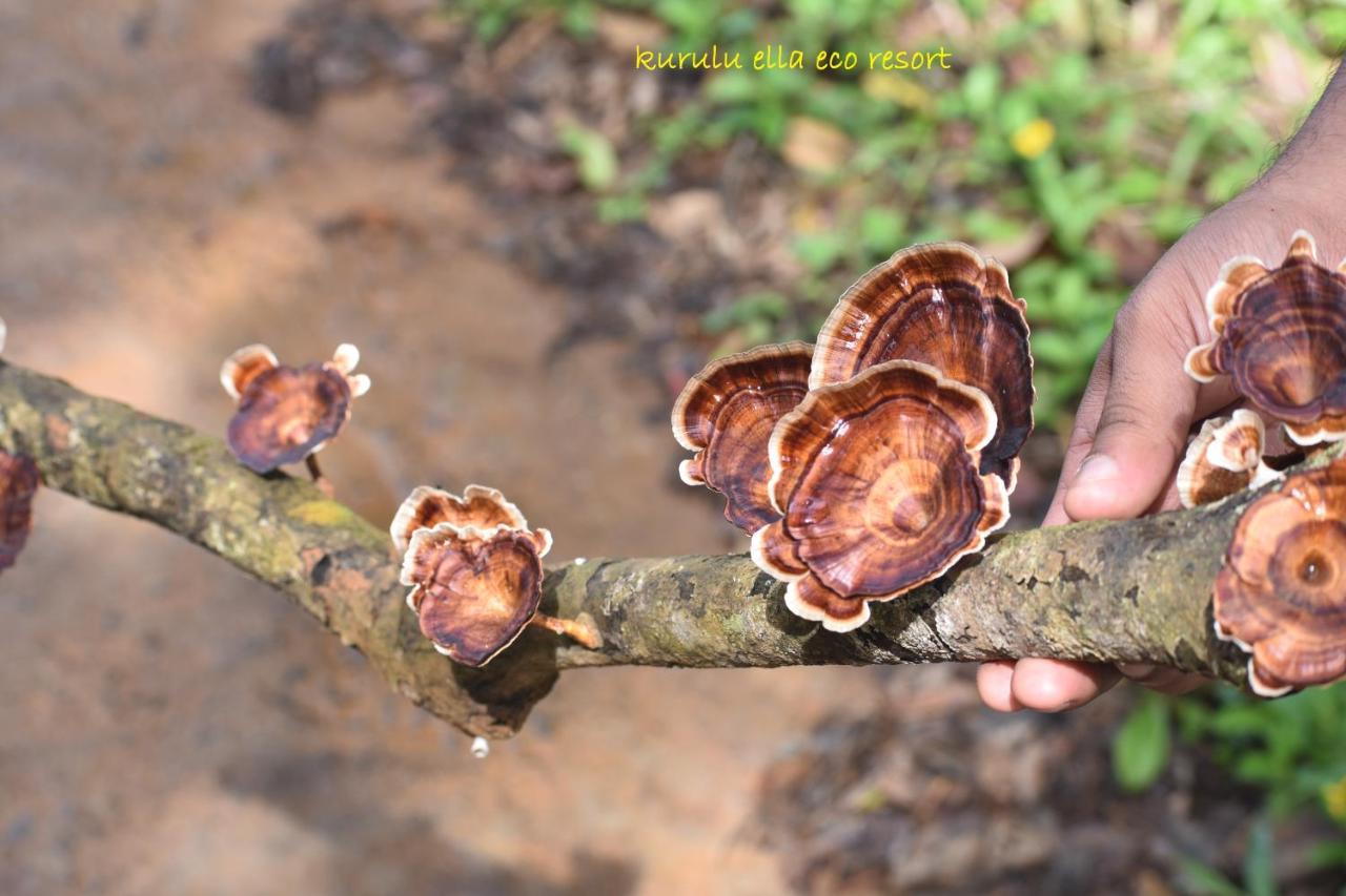Sinharaja Kurulu Ella Eco Resort เดนิยายา ภายนอก รูปภาพ