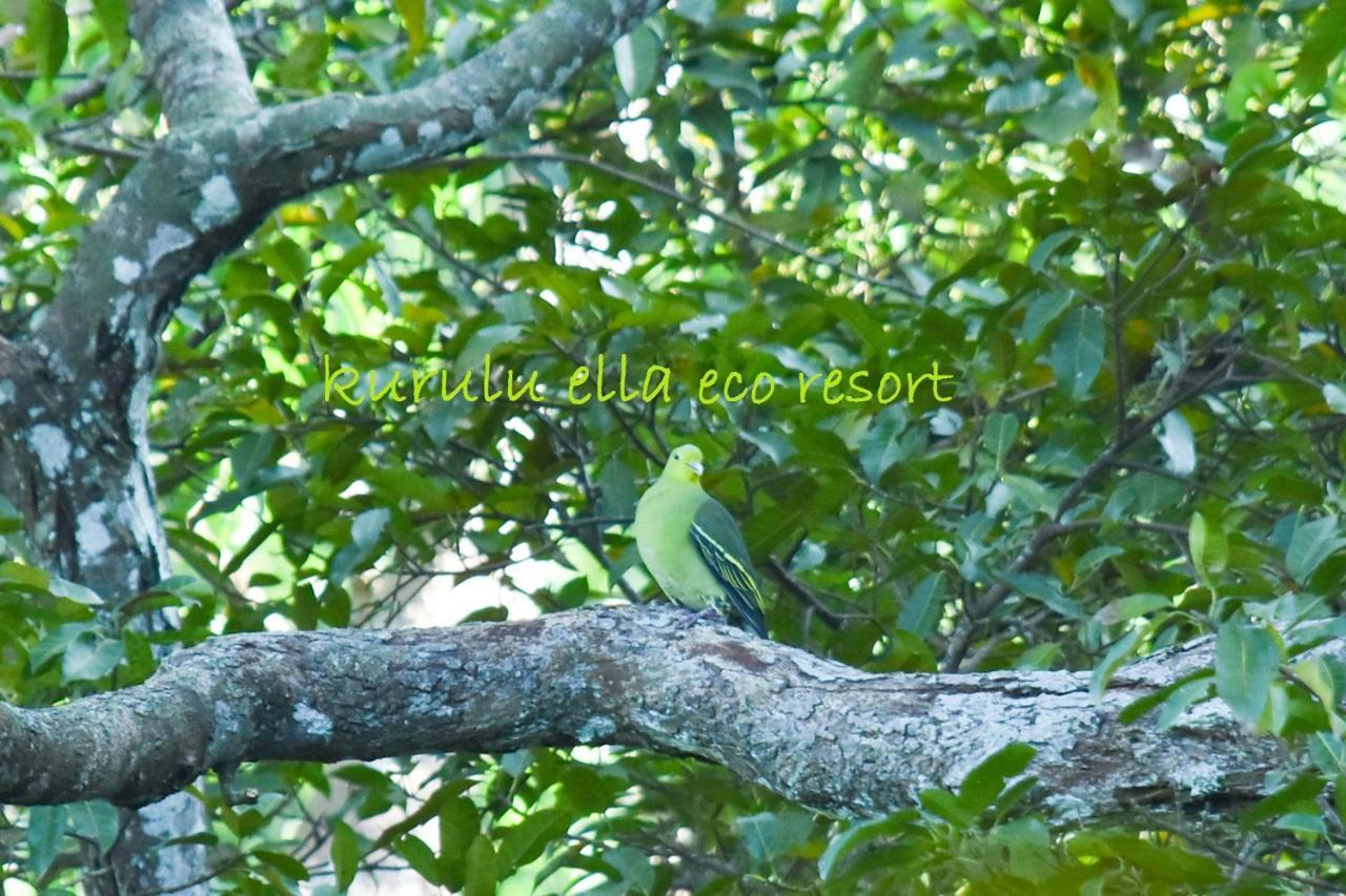 Sinharaja Kurulu Ella Eco Resort เดนิยายา ภายนอก รูปภาพ